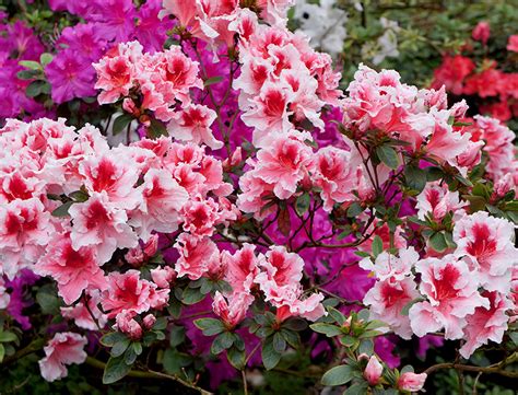 Pink And White Azalea Tree - Since azaleas and rhododendrons prefer ...