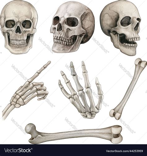 Watercolor hand drawn realistic human bones Vector Image