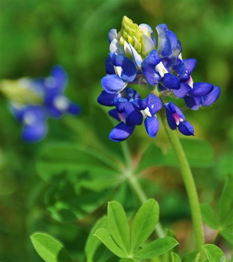 Blue Bonnet Flowers - Gay And Sex