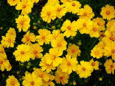 Tips & Information about Coreopsis - Gardening Know How