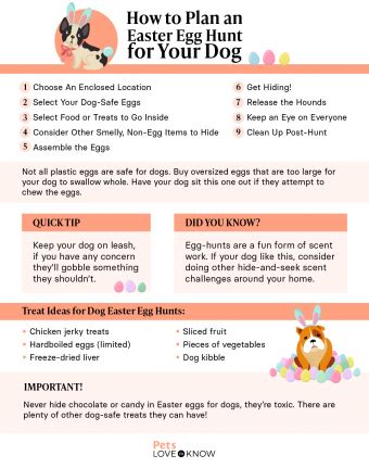 8 Creative Ideas to Plan an Eggs-citing Easter Egg Hunt for Dogs | LoveToKnow Pets