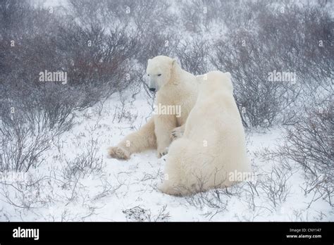 Polar Bears in Churchill, Manitoba Stock Photo - Alamy