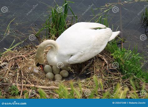 Swan during the hatching stock photo. Image of hatching - 25547348