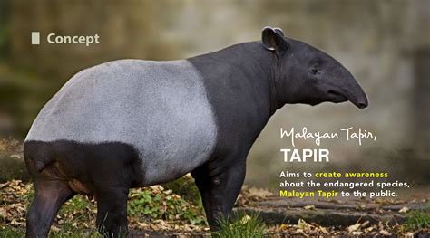 Tapir. on Behance