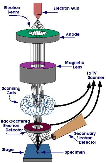 Electron microscope clipart 20 free Cliparts | Download images on ...