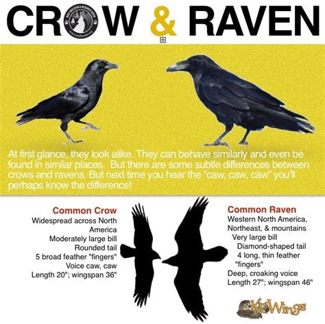 25+ Best Ideas about Crows Ravens on Pinterest | Crows, Ravens and Crow