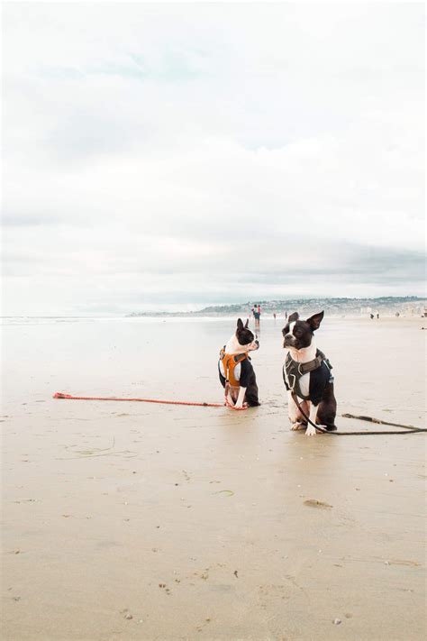 Best Dog Beaches in San Diego • Maggielovesorbit.com