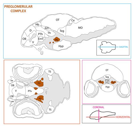 preglomerular complex — Zebrafish UCL