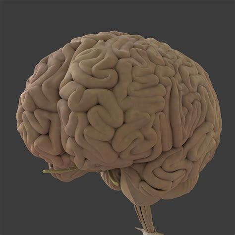 3d human brain model | Cuerpo humano, Cerebro humano