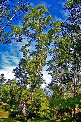 A Picture a Day of Lovely Hilo Town!: Hawaiian Ohia Tree...