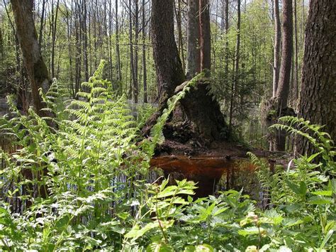 forest in Poland | Poland, Forest, Nature