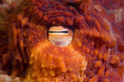 "Eye Detail Of A Large Giant Pacific Octopus" by Stocksy Contributor ...