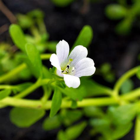 Brahmi - bacopa monnieri | Mayernik Kitchen