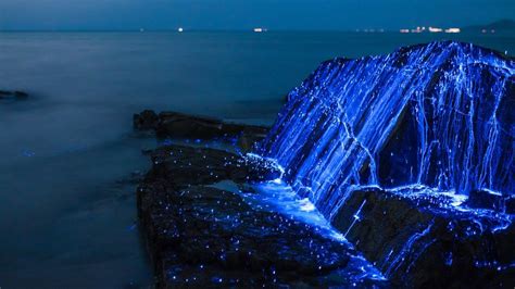 Bioluminescent Plants And Animals