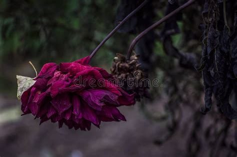 Dead Purple flower stock image. Image of nature, ground - 101744527