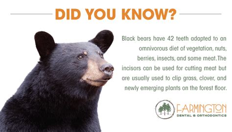 Black Bear Teeth Dental Blog Post | Farmington Dental & Orthodontics