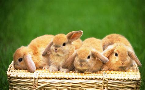 Cute Bunnies Wallpaper (65+ images)