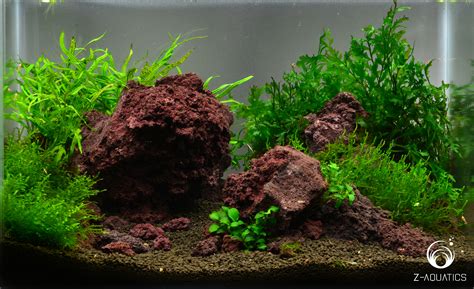 A Nano Shrimp Scape - Shrimp Tank Setup - Shrimp Keepers Forum