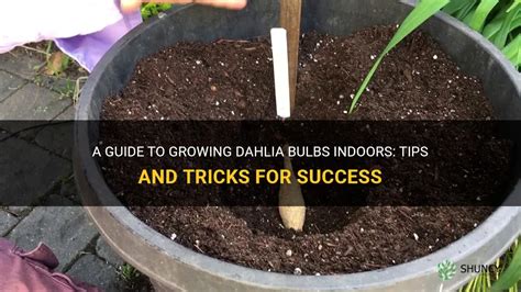 A Guide To Growing Dahlia Bulbs Indoors: Tips And Tricks For Success | ShunCy