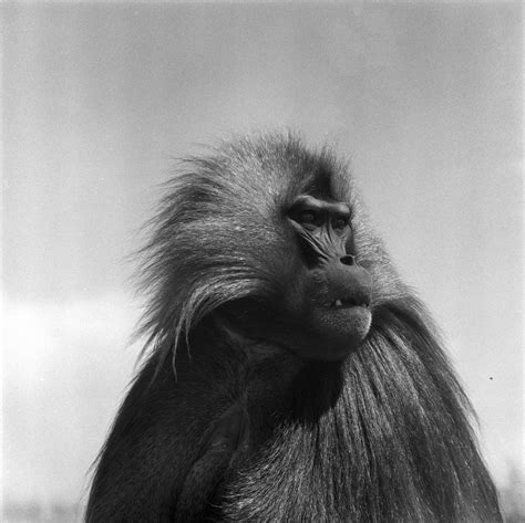 Gelada Monkey | Smithsonian Photo Contest | Smithsonian Magazine