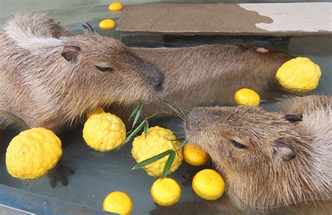 [Hidden Wonders of Japan] Capybara Love Yuzu Baths at Tottori's Guest Ranch!