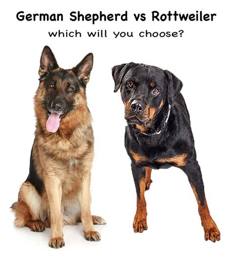 Rottweiler Vs German Shepherd - Which Pet Is Right For Me?