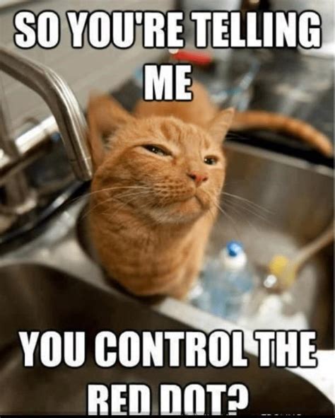 Delightful Dump of Orange Cat Memes Proving That All Ginger Felines Share One Braincell ...