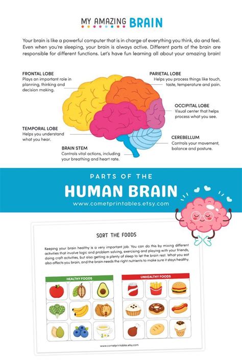 Human Brain for Preschool Kids Fun Science Games, Science Lessons, Fun ...