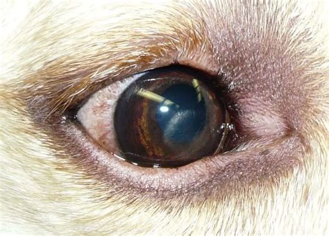 Dog Eye Infections: Simple Advice For All Dog Owners