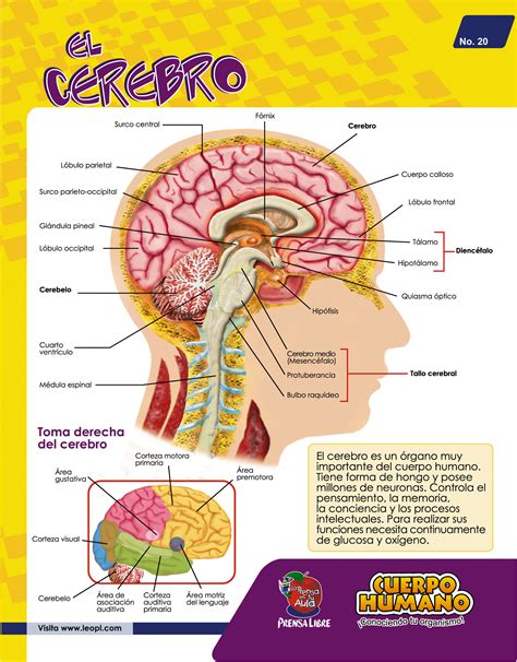 Imagenes Del Cerebro Y Sus Partes Para Imprimir - Convulsiones Del Lobulo Frontal Sintomas Y ...