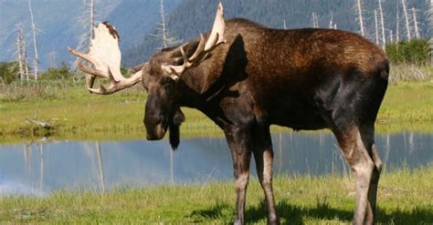 Discover the Largest Moose Ever Caught in Alaska - A-Z Animals