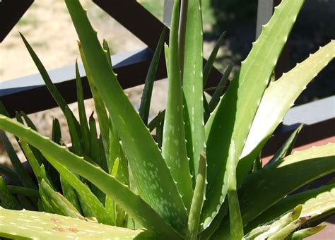 Aloe vera - Aloe vera | Plants | Kew