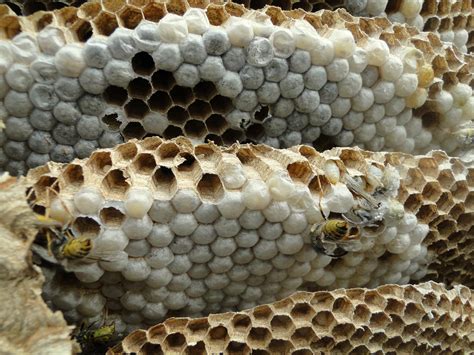 File:Wasp nest 3.jpg - Wikipedia