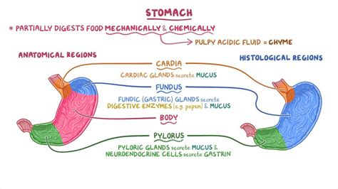 Stomach histology: Video, Anatomy & Definition | Osmosis