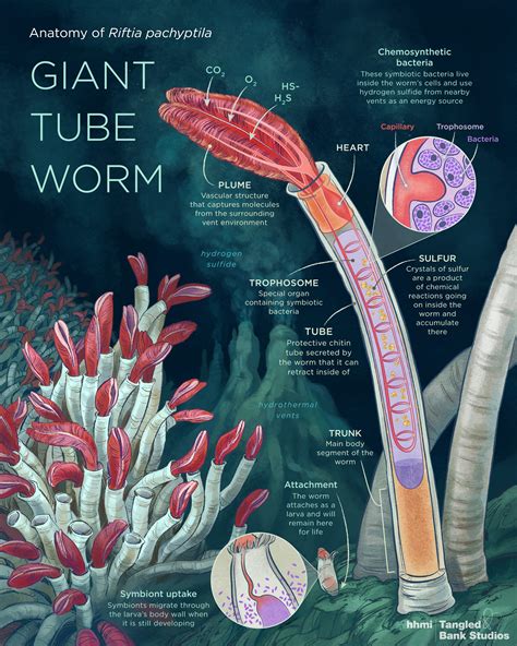 Anatomy of a Giant Tube Worm – I Contain Multitudes – Medium