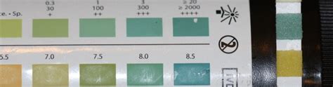 Urine dipstick test not accurate for detecting proteinuria in cats