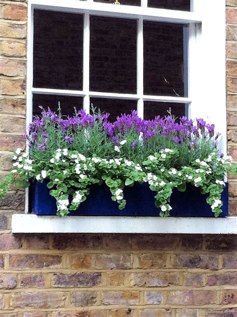 Posy | Window box garden, Window box flowers, Window box plants