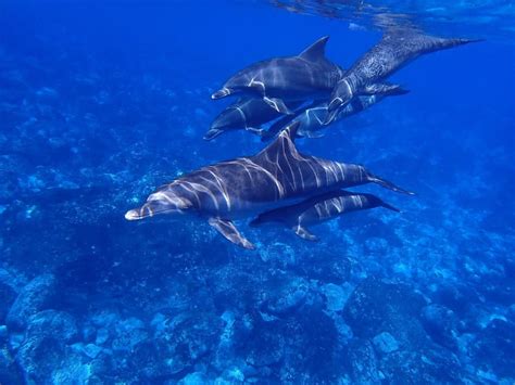 Should You Swim with Wild Dolphins? Advice from a Wildlife Biologist - Stephanie Manka, Ph.D.