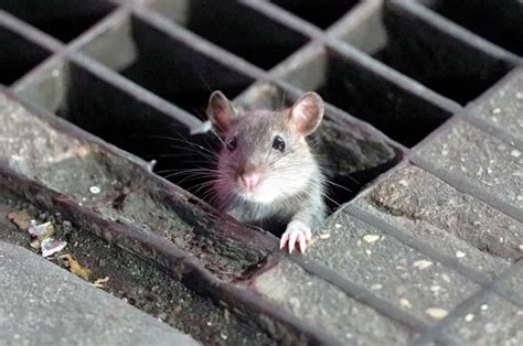 NYC ranks No. 3 on list of 'America’s Rattiest Cities'