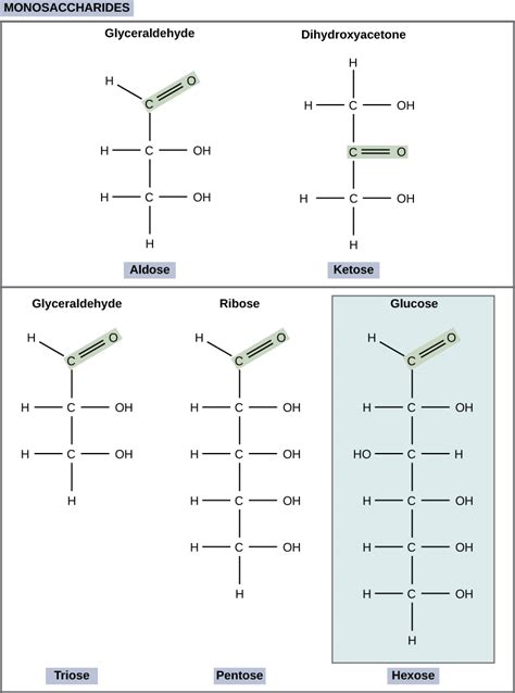 Structure and Function of Carbohydrates | Biology for Majors I