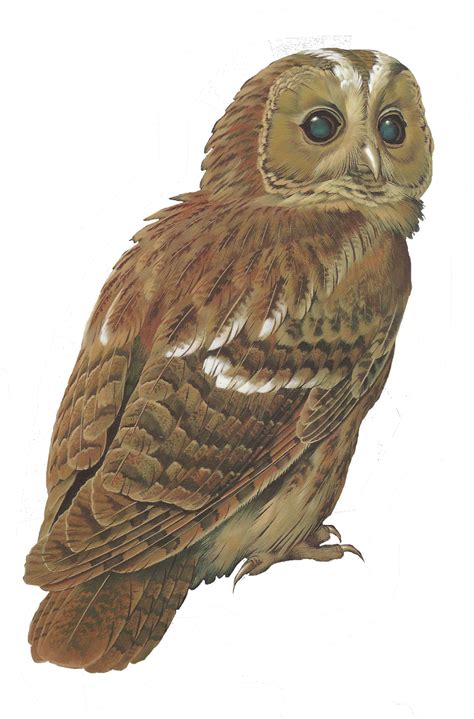 Tawny owl Bird Barred Owl Clip art - owls png download - 1054*1600 - Free Transparent Tawny Owl ...