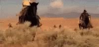 Herding Cats Animated Gif GIFs | Tenor