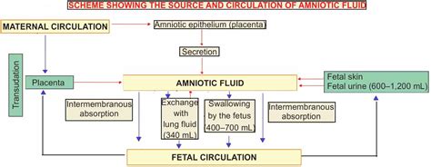 Amniotic Fluid - New