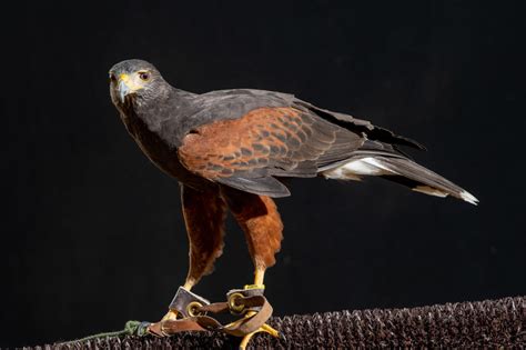 Harris's Hawk - Lindsay Wildlife Experience