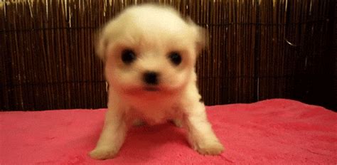 The Absolutely Cutest Puppy GIFs Ever