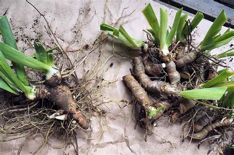 Beginner's Guide: Planting Iris Bulbs in 3 Simple Steps - The Arches