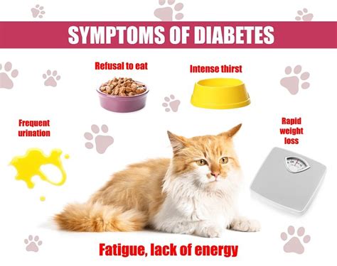 What Causes Diabetes In Cats? - Best Cat Foods Advisor