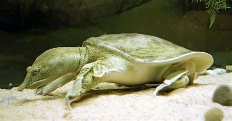 Chinese Softshell Turtle (Pelodiscus Sinensis) - All Turtles