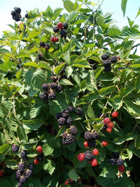 buy fruit and Berries plants | Blackberry plants, Growing blackberries, Raspberry plants