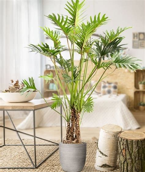 24 Types of Tropical Foliage House Plants | Tropical Indoor Plants